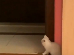 Сеть насмешили забавные приключения восьмерых котят