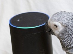 Попугай научился делать покупки через интернет