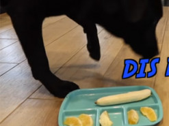 Хозяин прикрепил камеру на пса, который остался один дома, чтобы увидеть, что тот весь день делает