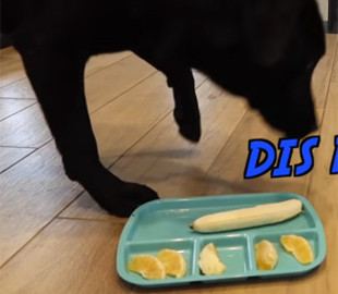 Хозяин прикрепил камеру на пса, который остался один дома, чтобы увидеть, что тот весь день делает