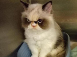 В Сети найден новый самый сердитый кот