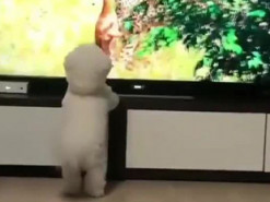 Собачка копировала леопарда, насмотревшись телевизора