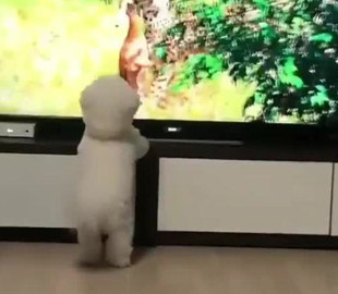 Собачка копировала леопарда, насмотревшись телевизора