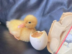 Англичанка вырастила утёнка из магазинного яйца