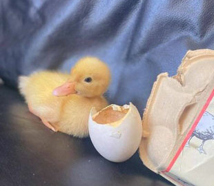 Англичанка вырастила утёнка из магазинного яйца