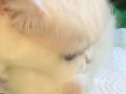 Кошка забрала котенка у хозяйки и умилила соцсети