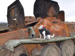 Рятувальники знешкоджують техніку окупантів: їм допомагає легендарний пес Патрон