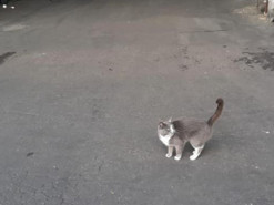 Украинский кот добрался до Израиля в контейнере с конфетами и стал звездой: как это получилось