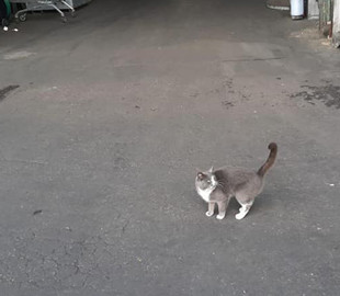 Украинский кот добрался до Израиля в контейнере с конфетами и стал звездой: как это получилось