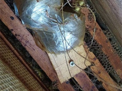 Українські бджоли знешкодили пастку окупантів і врятували саперів: фото