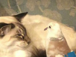 Голубь подошел к кошке и поклонился ей, как своей королеве - галантная птица удивила сеть