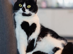 Кот необычного окраса выглядит как живая валентинка - у него на груди есть милое сердечко