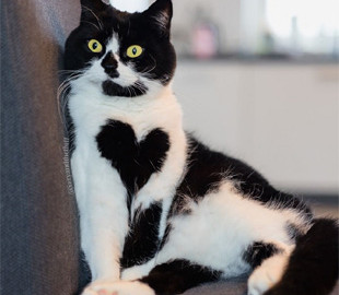 Кот необычного окраса выглядит как живая валентинка - у него на груди есть милое сердечко