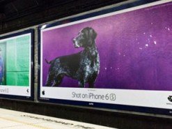 Apple подвергла риску участников программы «Снято на iPhone»