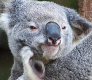 Коала насмешила необычными звуками