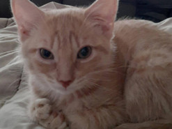 Котенок с семью пальчиками стал звездой Сети