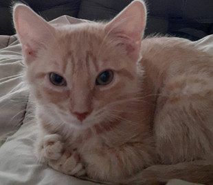 Котенок с семью пальчиками стал звездой Сети