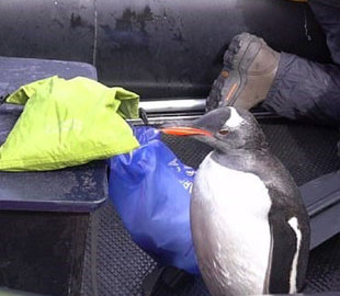 Папуасский пингвин, спасаясь от косаток, запрыгнул в лодку к туристам