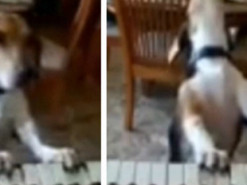 Веселый пес  устроил домашний концерт и поразил хозяев