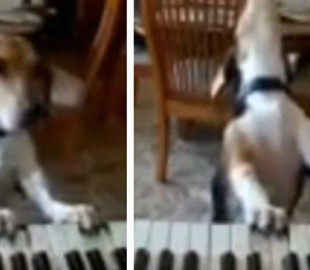Веселый пес  устроил домашний концерт и поразил хозяев