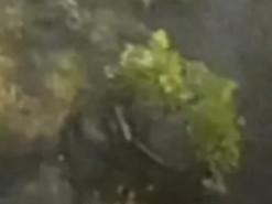 Ним керують дистанційно: робот врятував вже сотню поранених українських військових