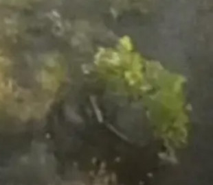 Ним керують дистанційно: робот врятував вже сотню поранених українських військових