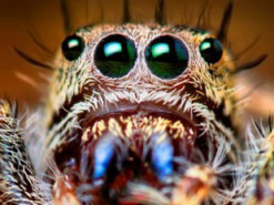 Пауки вдохновили инженеров на создание нового типа камер для смартфонов