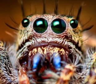 Пауки вдохновили инженеров на создание нового типа камер для смартфонов