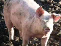 В сети появилось забавное видео со свиньей, которая ворвалась в мужской паб в Великобритании