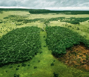 На сайті Президента з’явилася петиція про створення екологічної поліції