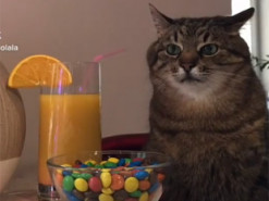 «Всем смешно – мне не смешно!» — загрустивший на мини-вечеринке котик покорил Сеть