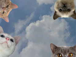 В Україні запустять Єдиний державний реєстр домашніх тварин, який стане основою для створення цифрових ветеринарних паспортів