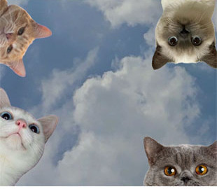 В Україні запустять Єдиний державний реєстр домашніх тварин, який стане основою для створення цифрових ветеринарних паспортів