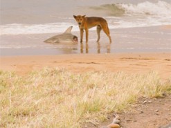 «Самая австралийская в мире фотография» появилась в сети