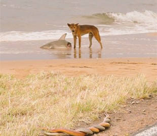 «Самая австралийская в мире фотография» появилась в сети