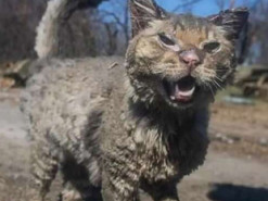 Сумская рассказала, как сложилась судьба кота из Бучи, за которого переживал весь мир