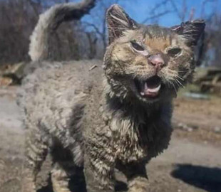 Сумская рассказала, как сложилась судьба кота из Бучи, за которого переживал весь мир