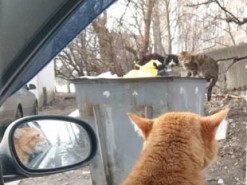 Необычный штурман харьковского такси стал звездой соцсетей