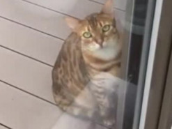 Смешной ролик: хозяин показал свою несообразительную кошку