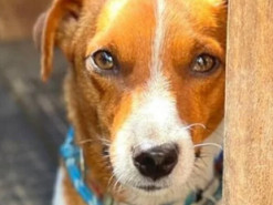 «Маленький терміт». Власник пса-розмінувальника Патрона розповів про життя з відомим собакою