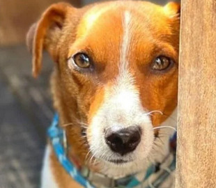 «Маленький терміт». Власник пса-розмінувальника Патрона розповів про життя з відомим собакою