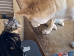 Кот укусил собаку и повесил вину на хозяина: курьезное видео