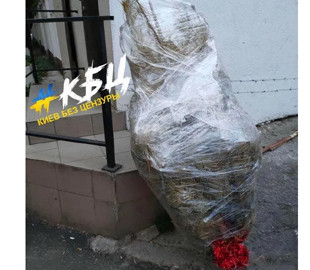 Еще один сдался: в Киеве в начале июля выбросили новогоднюю елку. Фото