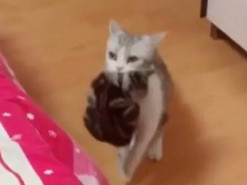 Уставшая мама-кошка принесла всех котят хозяйке