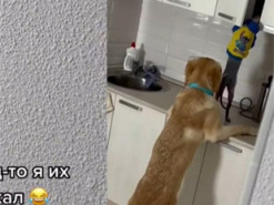 Пойманы с поличным: уморительный лабрадор со сфинксом попались во время кражи вкусняшек