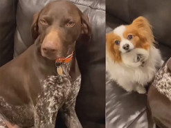 Пес едва не затопил дом и начал раскаиваться