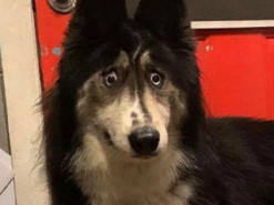 В США хаски с удивленным взглядом стала звездой сети