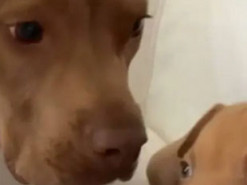 Реакция взрослого пса на щенка рассмешила пользователей