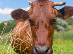 На Харківщині росіяни з гранатомета розстріляли "корову з біолабораторії НАТО"