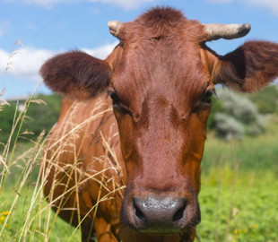 На Харківщині росіяни з гранатомета розстріляли "корову з біолабораторії НАТО"